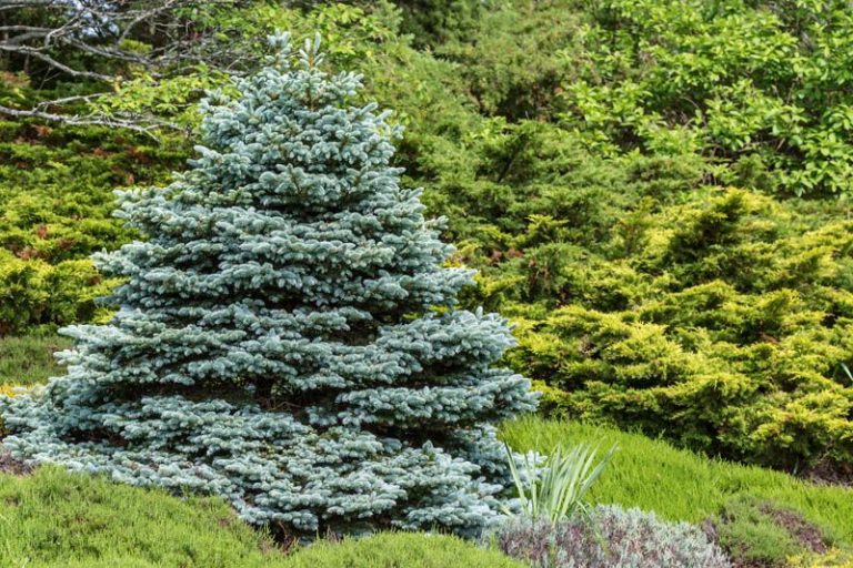 Ask Mr Burger – My Colorado Blue Spruce tree is all brown in the