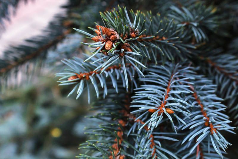 The Best Time to Trim a Blue Spruce