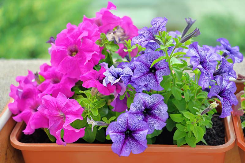 Annual Flowers - Petunias