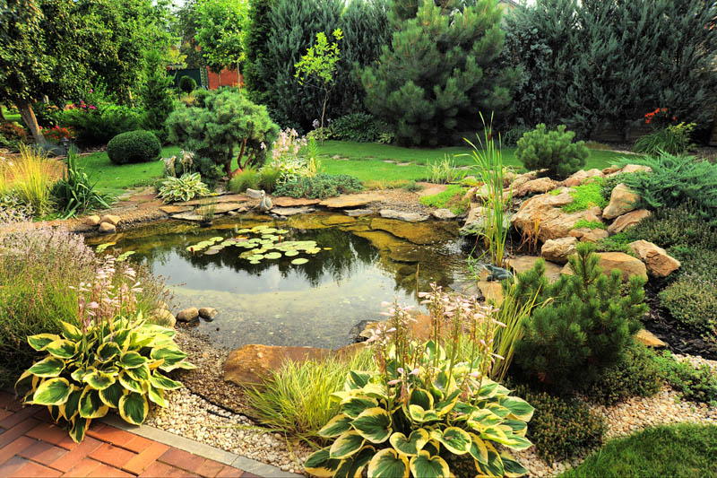 Things to Consider When Building a Pond