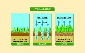 What Does Aerating a Lawn Do? What is Lawn Aeration?