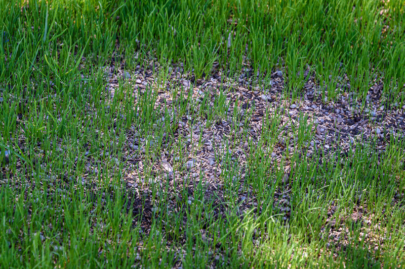 Overseeding lawn shop