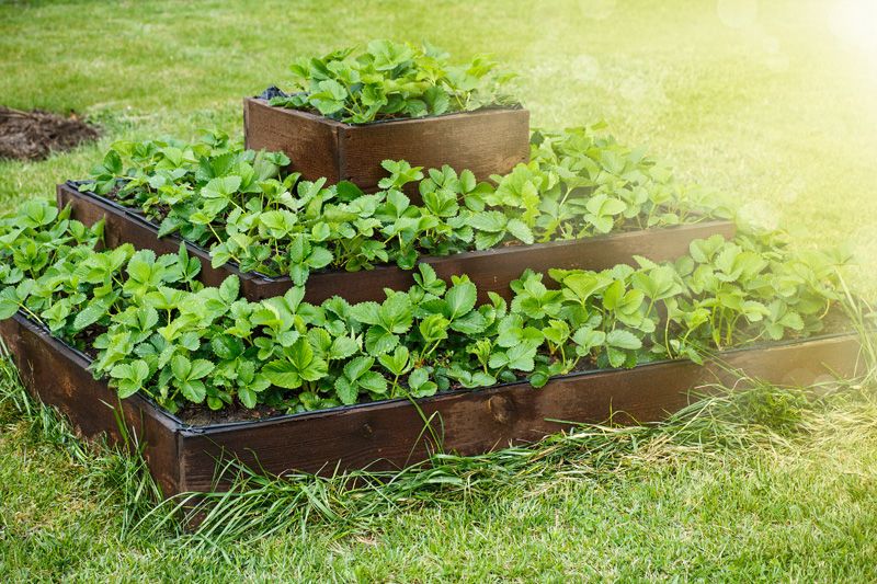 Raised Garden Beds