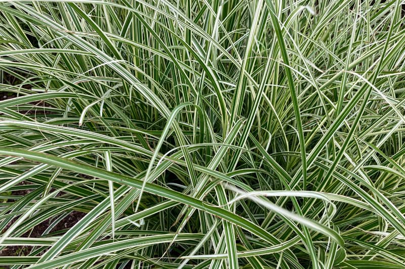 Japanese sedge