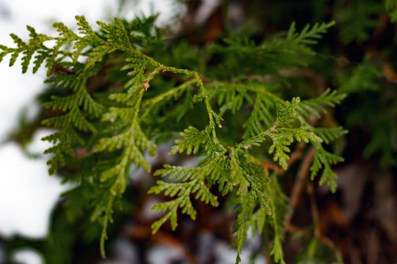 Juniper – Needleleaf perennial shrub