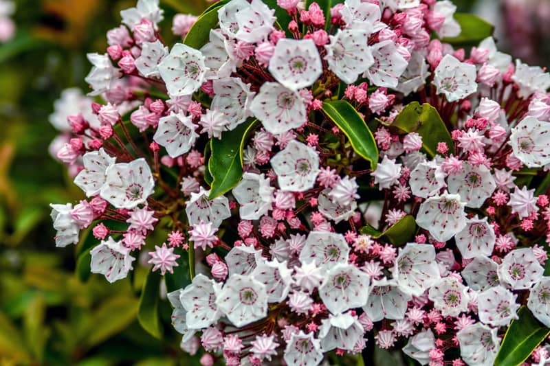 • Mountain Laurel – Broadleaf evergreen shrub