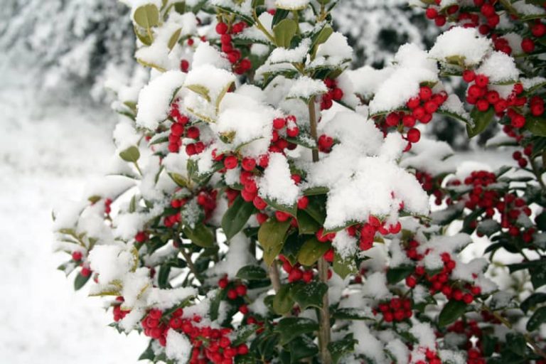 10 Plants that Stay Green All Year in Colorado Winters
