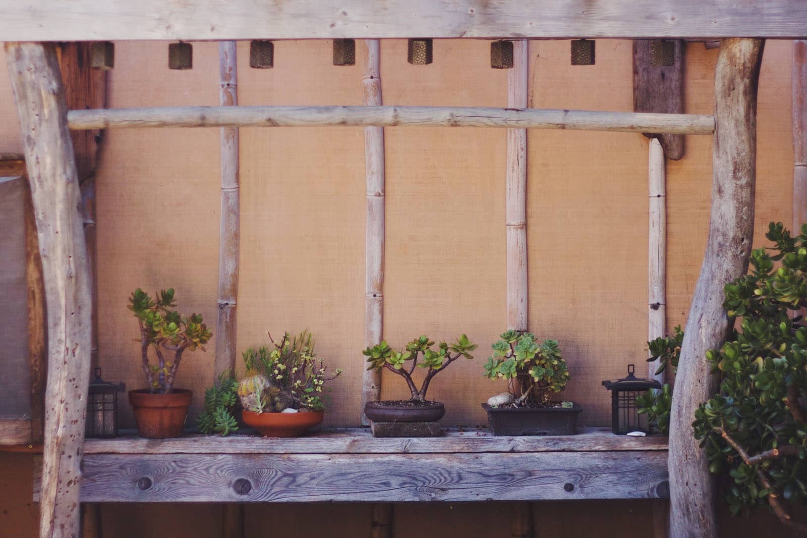 Tips For Keeping Outdoor Plants Alive During Winter