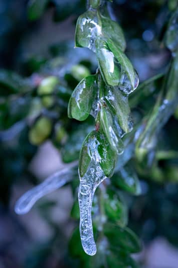 plant-with-ice