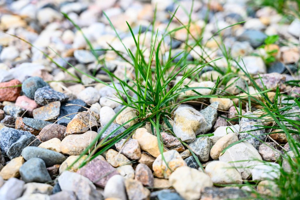 Can I Put Landscape Fabric Over Weeds?