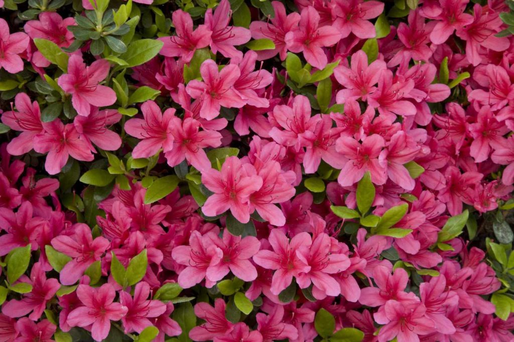 Azaleas