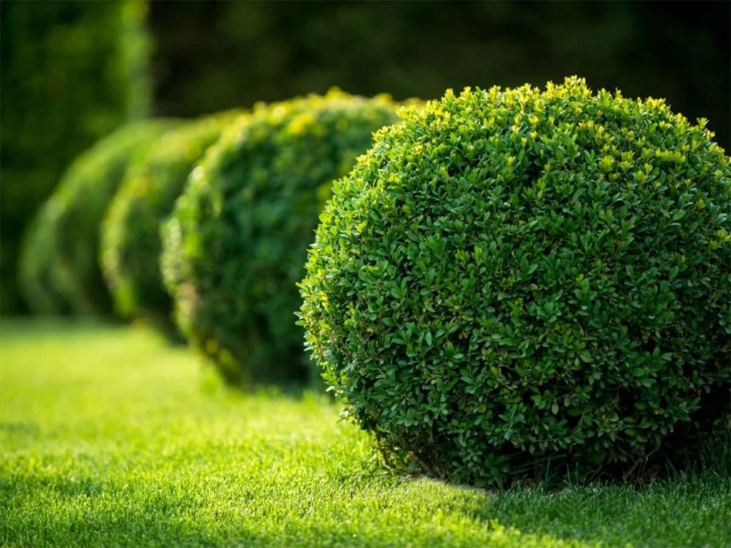 Boxwood