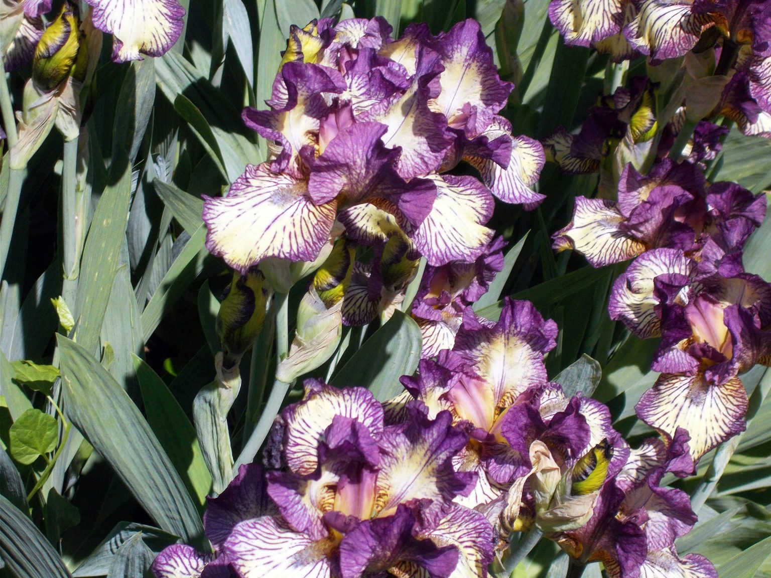 Can Perennials Grow Through Landscape Fabric