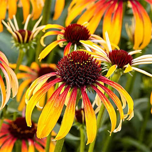 Colorado Perennial Flowers