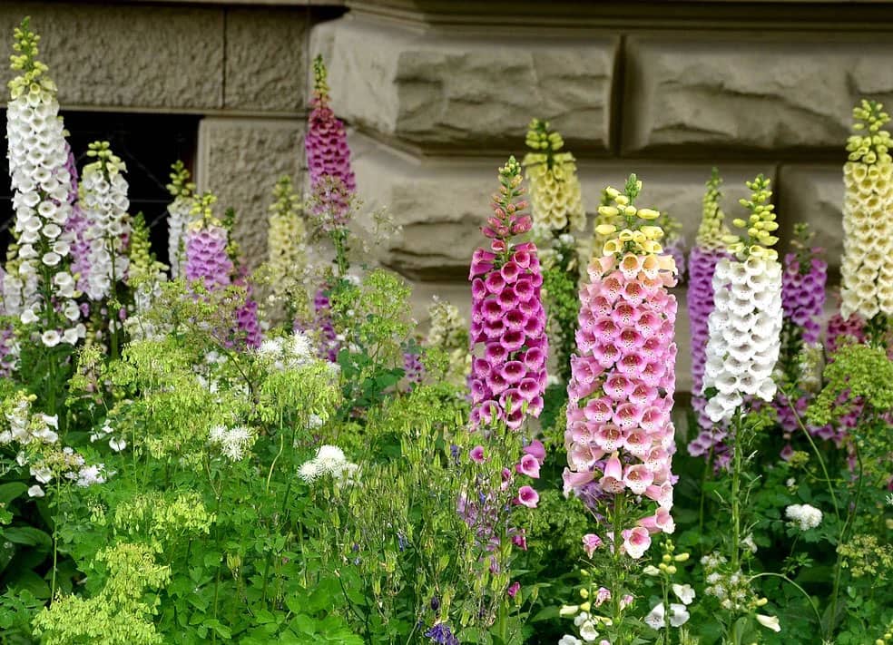 Foxglove