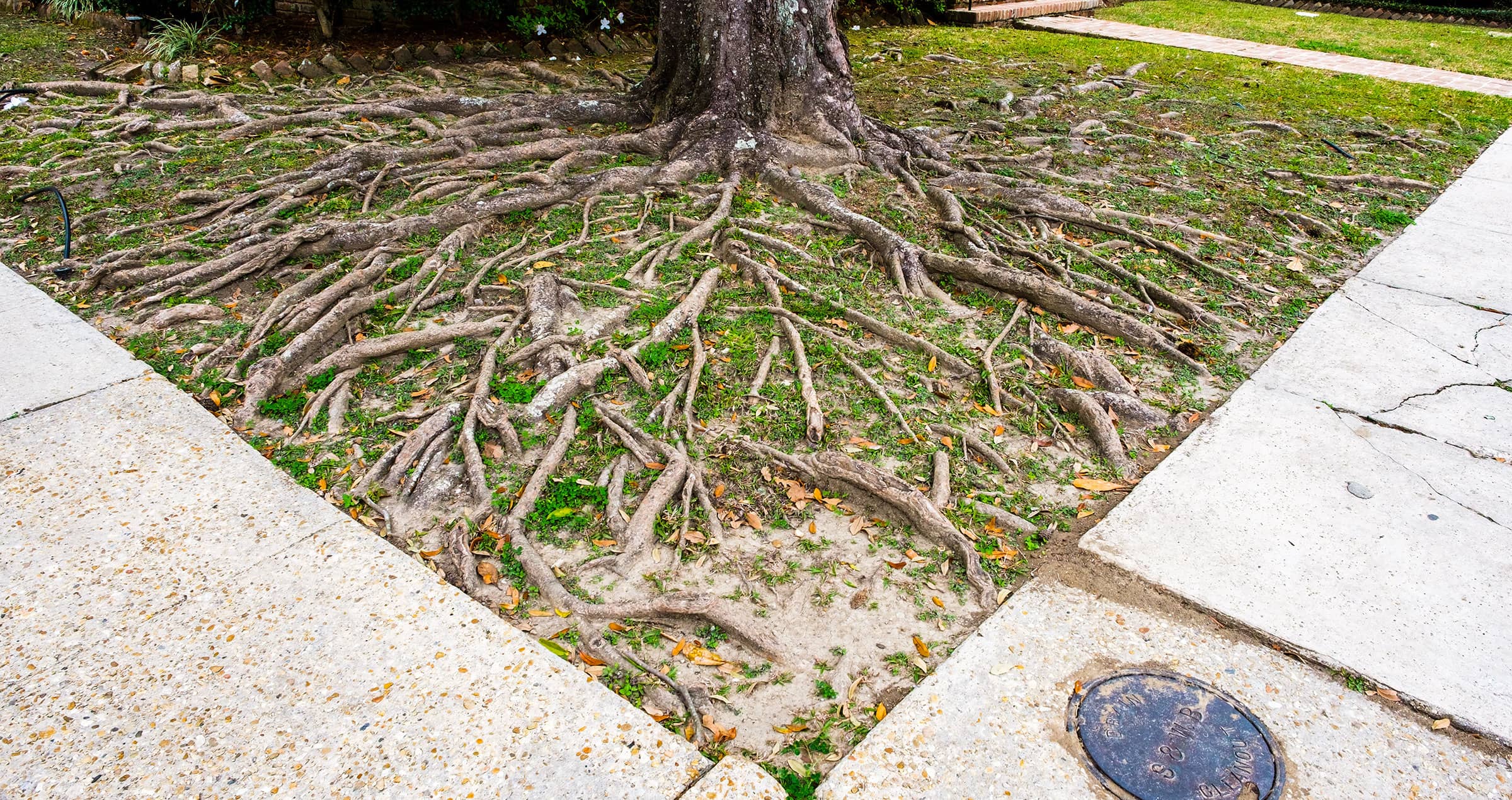 How to Landscape Around a Tree with Exposed Roots
