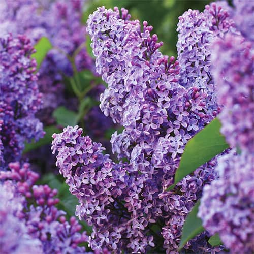 Colorado Perennial Flowers