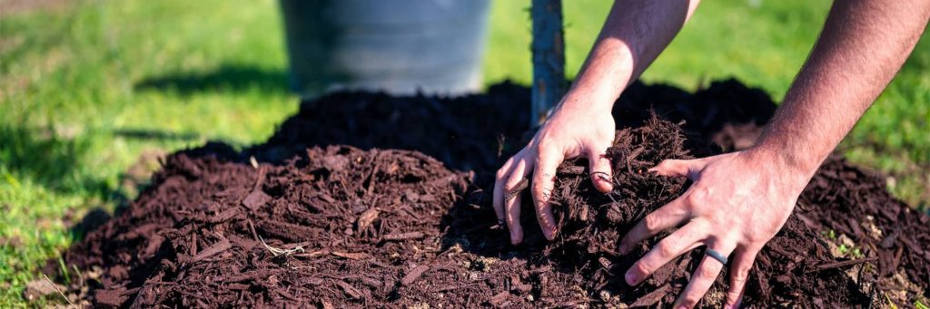 mulch-around-exposed-tree-root