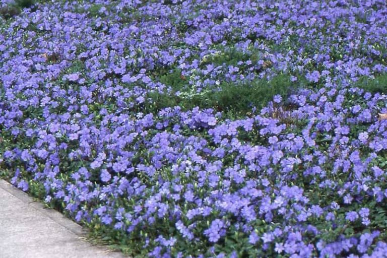 Periwinkle Groundcover