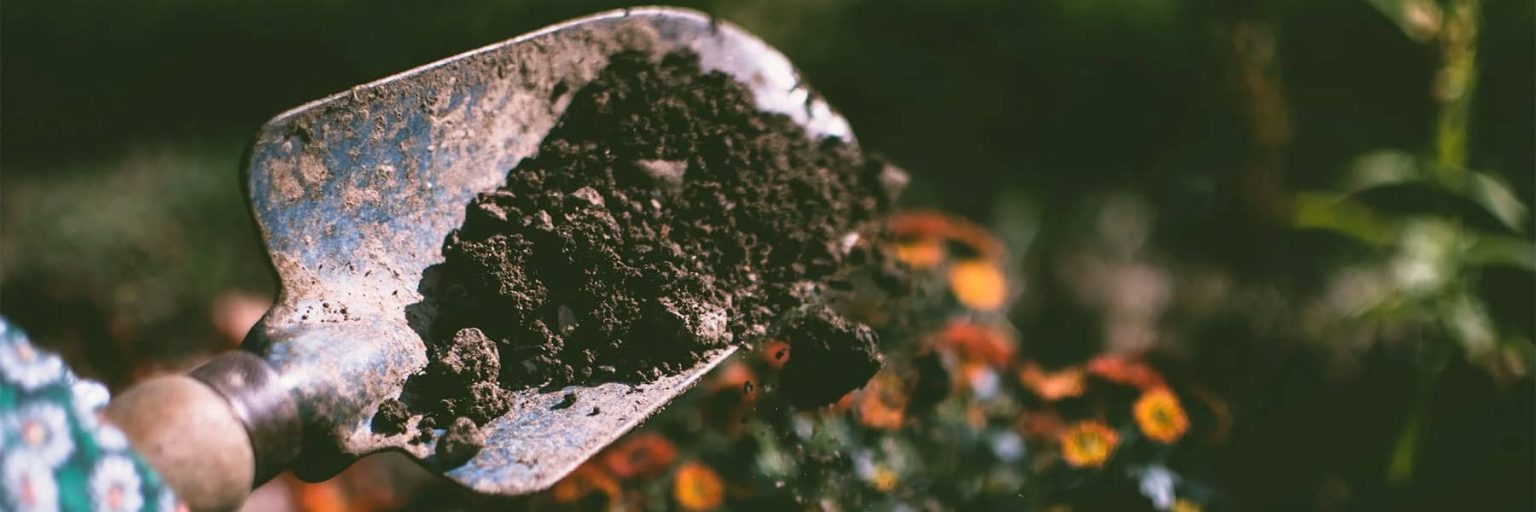 How to Landscape Around a Tree with Exposed Roots