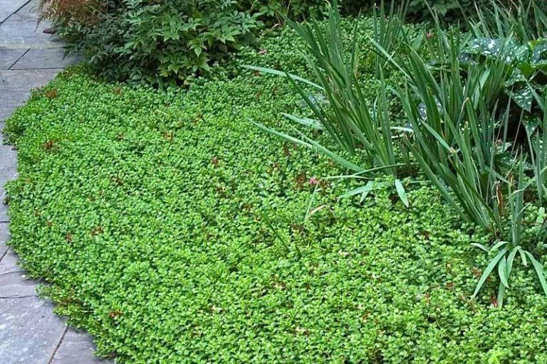 Thyme Groundcover