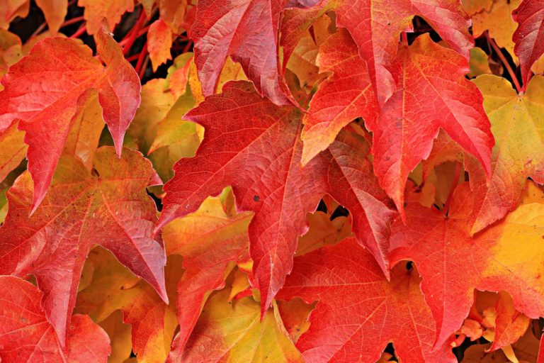 Autumn Blaze Maple: How To Plant And Care For Blaze Maples