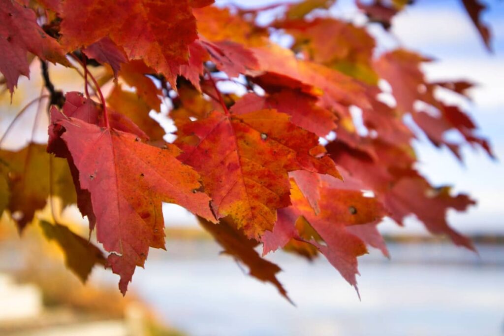Colorado Autumn Blaze Maple Tree Leaves