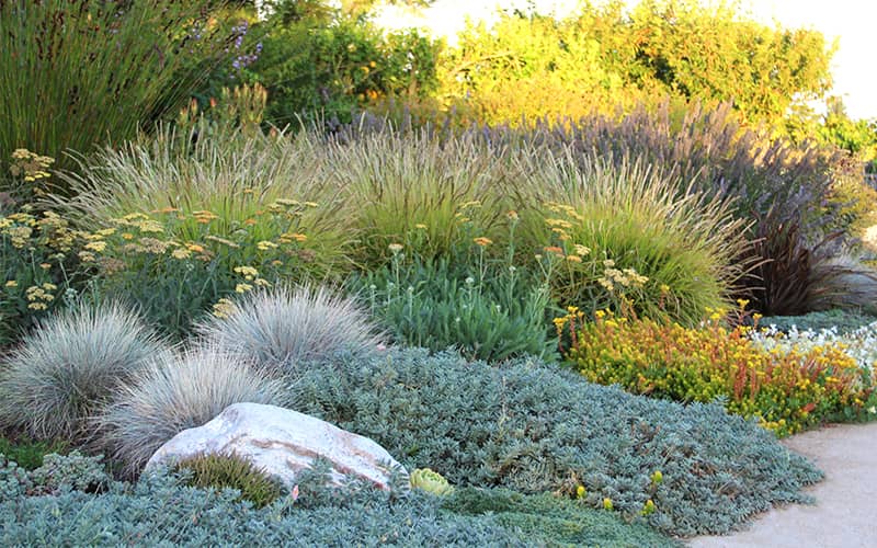 Xeriscape Easy-care Plants for Colorado