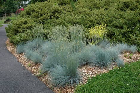 Xeriscape Easy-care Plants for Colorado