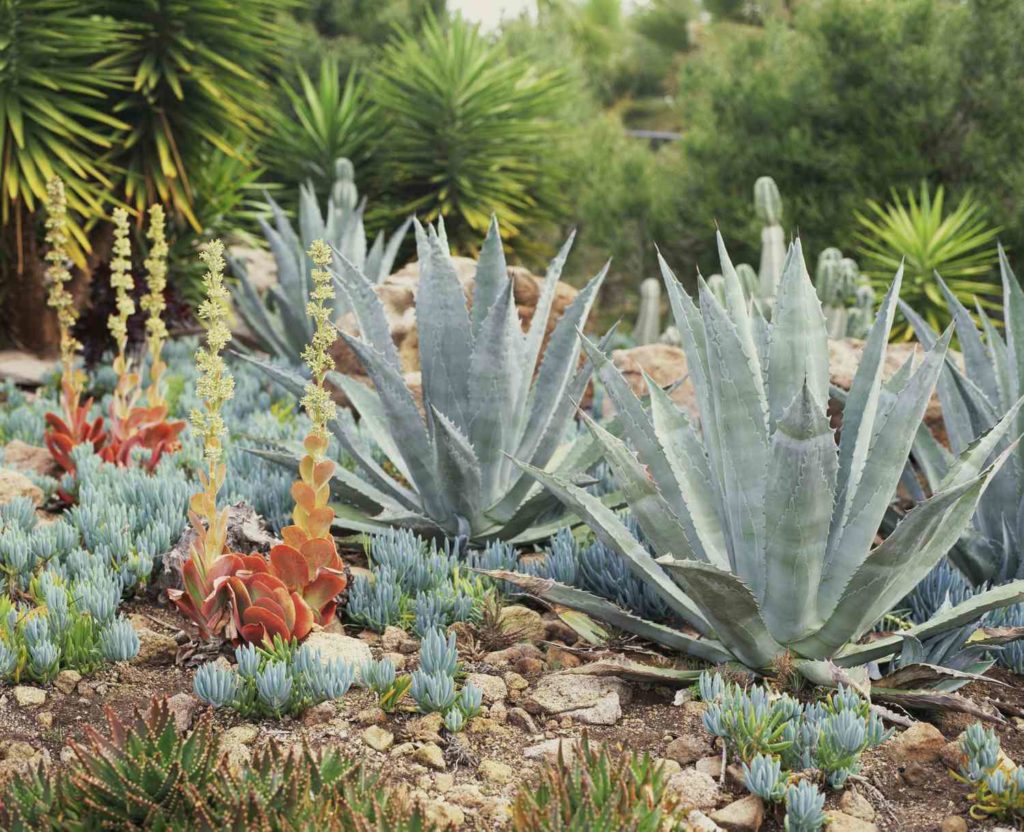 Xeriscape Easy-care Plants for Colorado