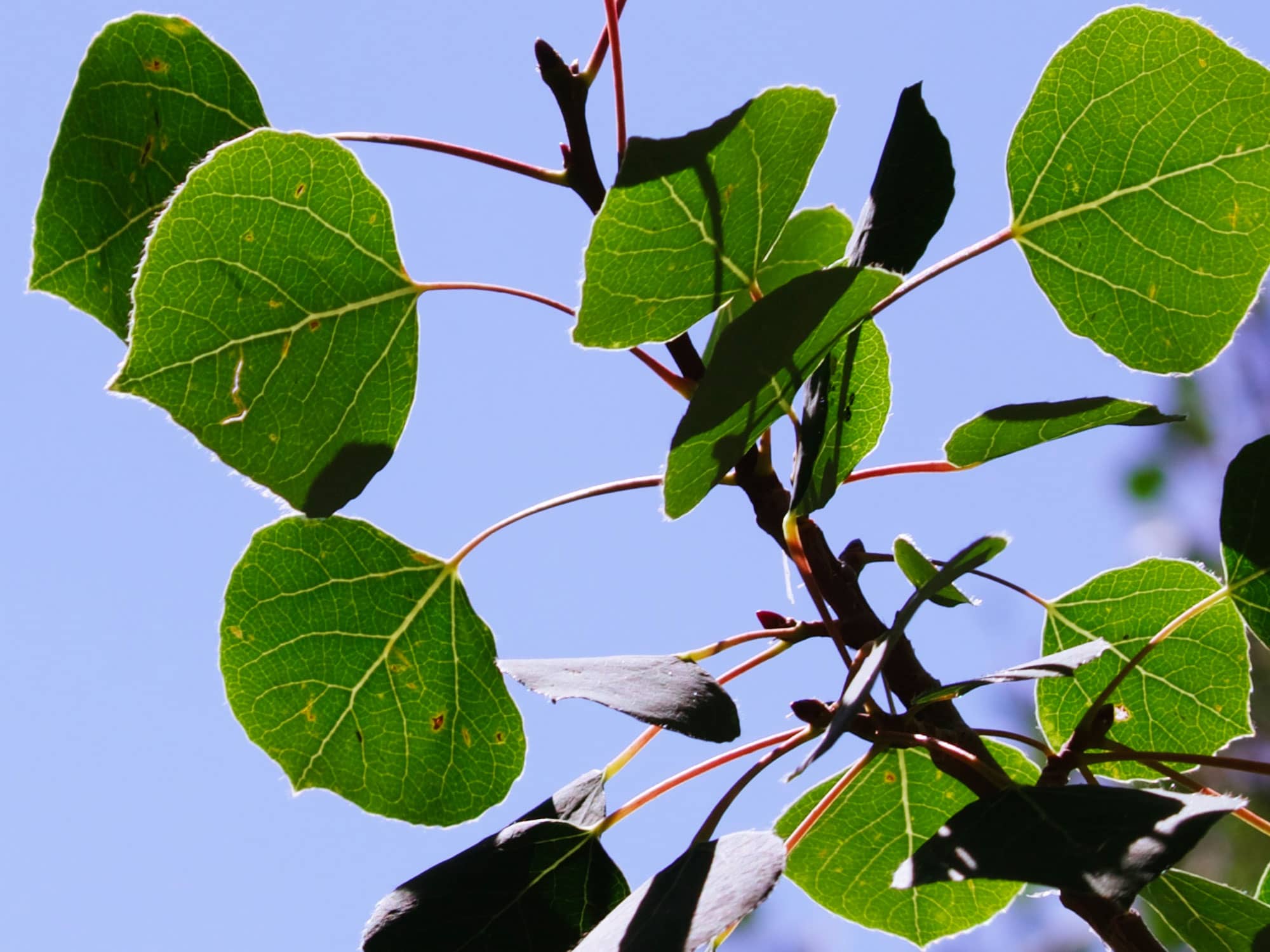 When to Plant Aspen Trees in Colorado A Colorado Guide