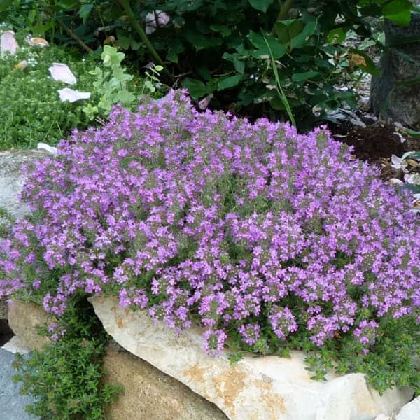 Creeping Thyme