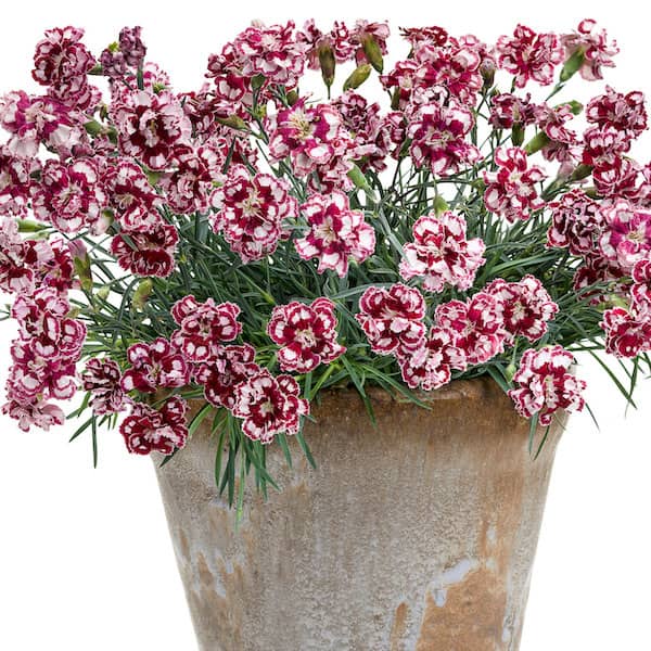 Dianthus