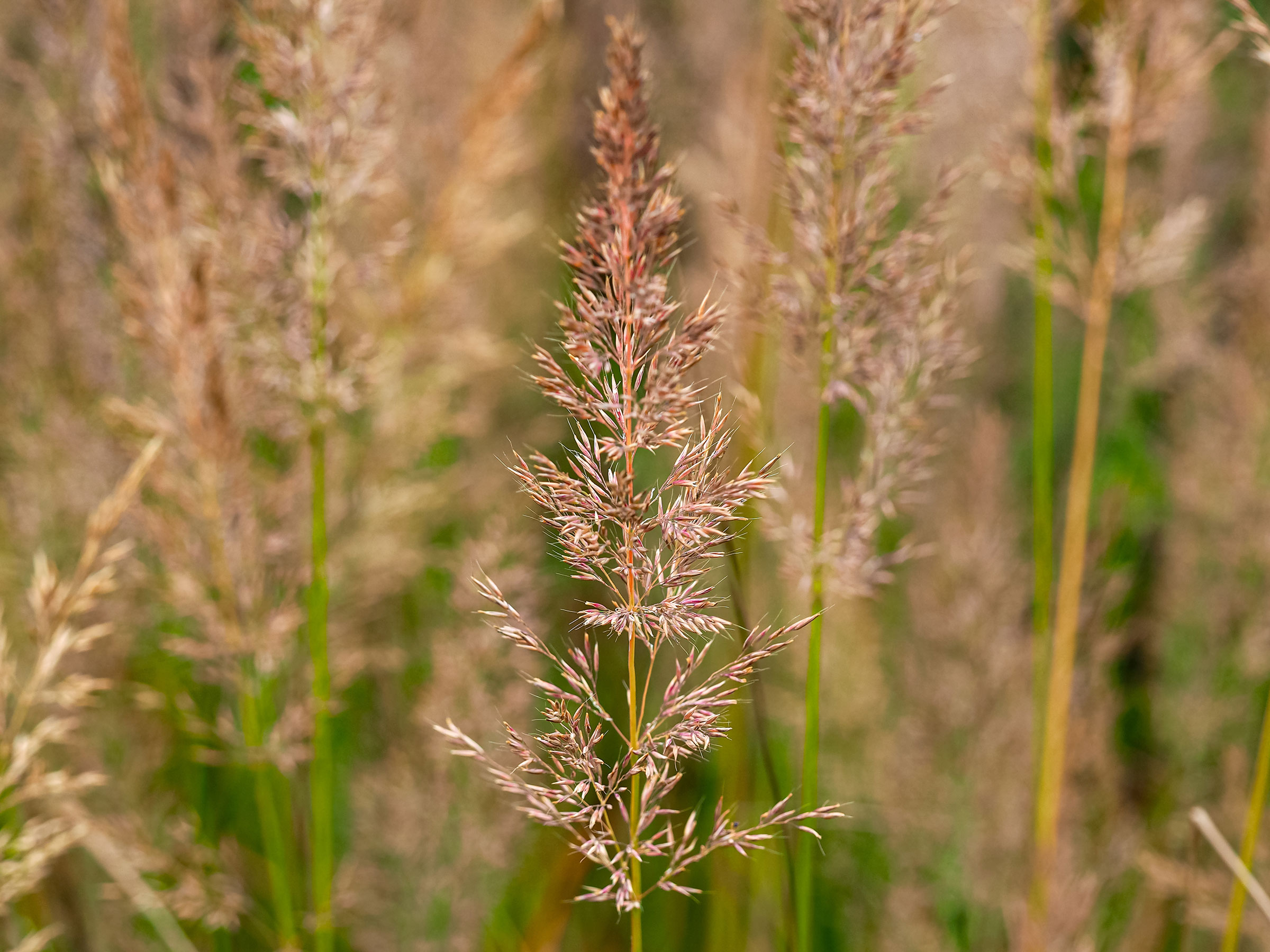 Characteristics of Korean Feather Reed Grass