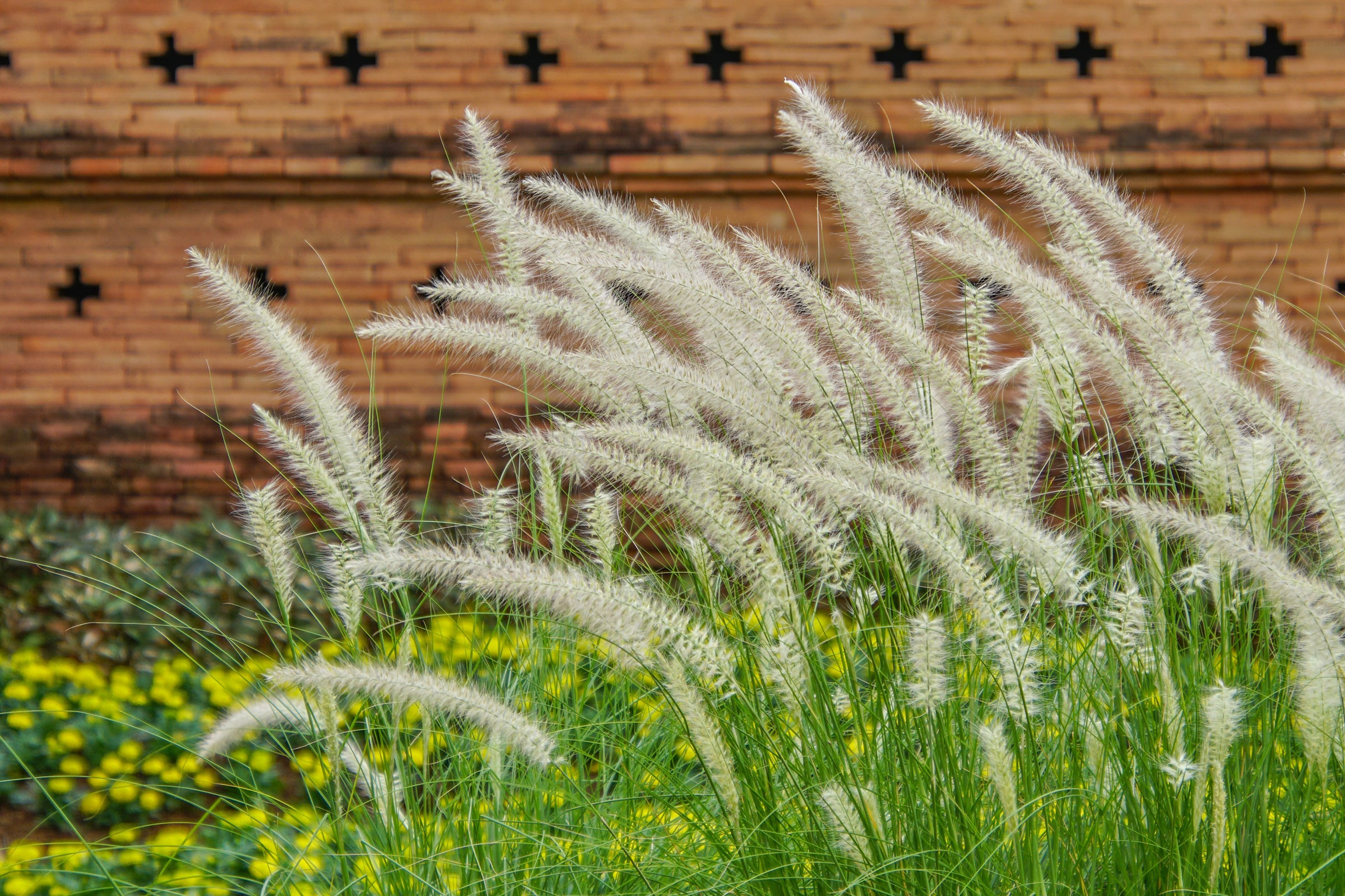 Korean feather deals reed grass