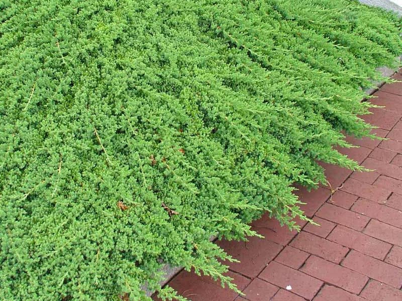 plants-that-prevent-weeds-juniper