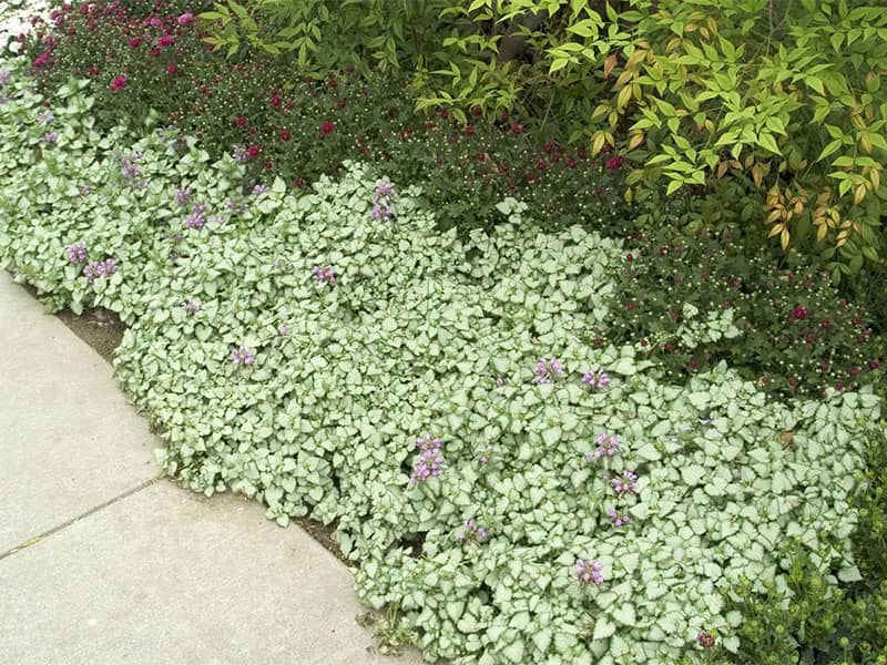 Plants That Prevent Weeds - Lamium