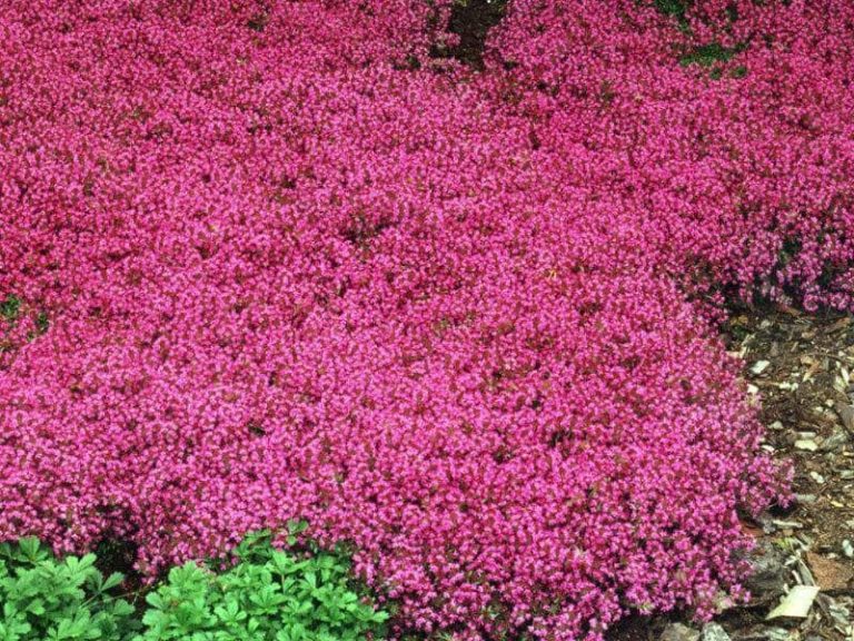 Ground Cover Plants That Prevent Weeds