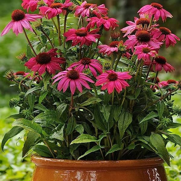 Purple Coneflower