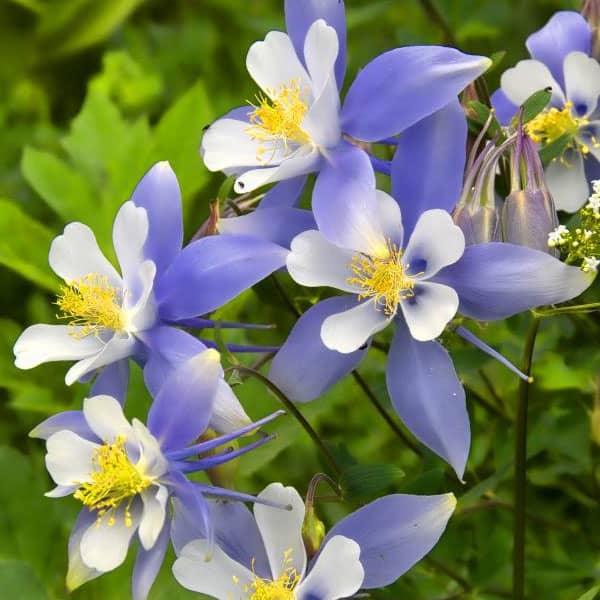 Columbine