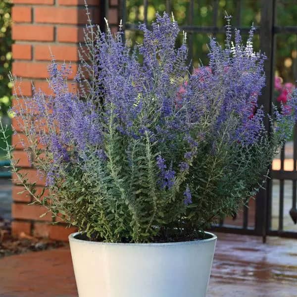 Russian Sage