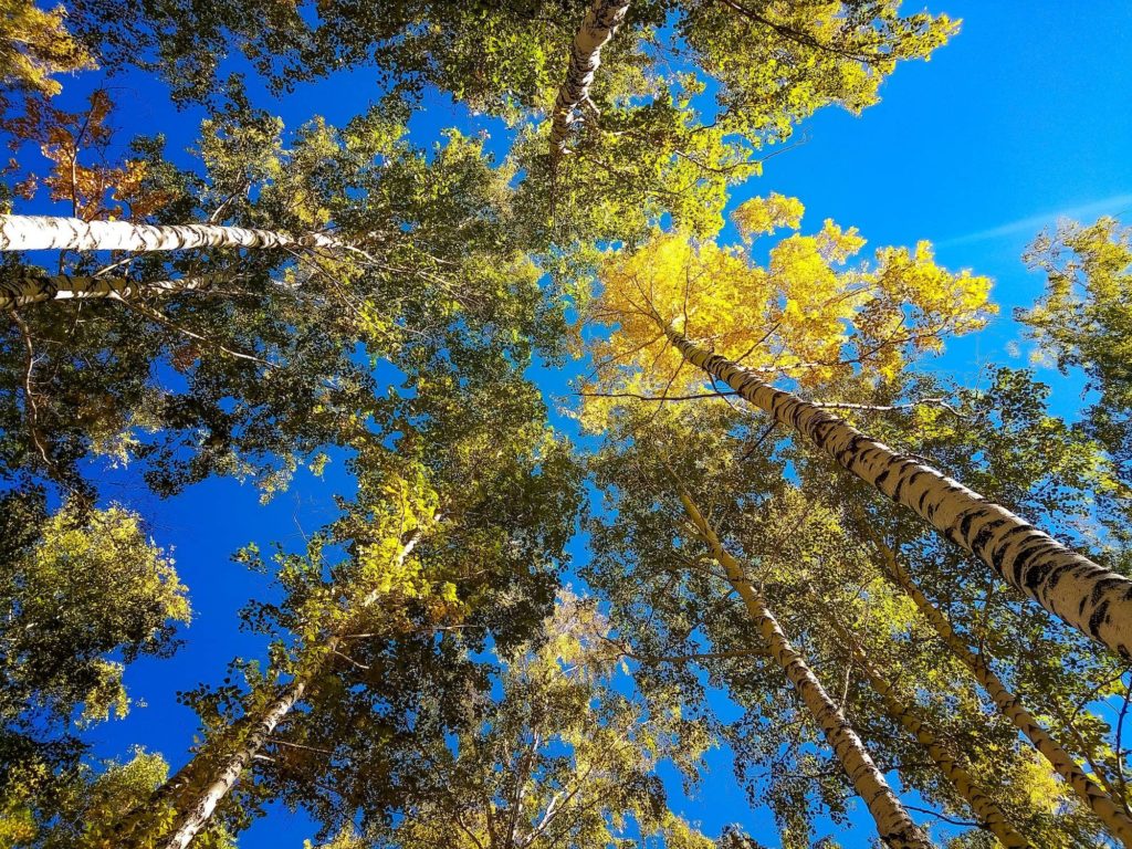 When to Plant Aspen Trees in Colorado