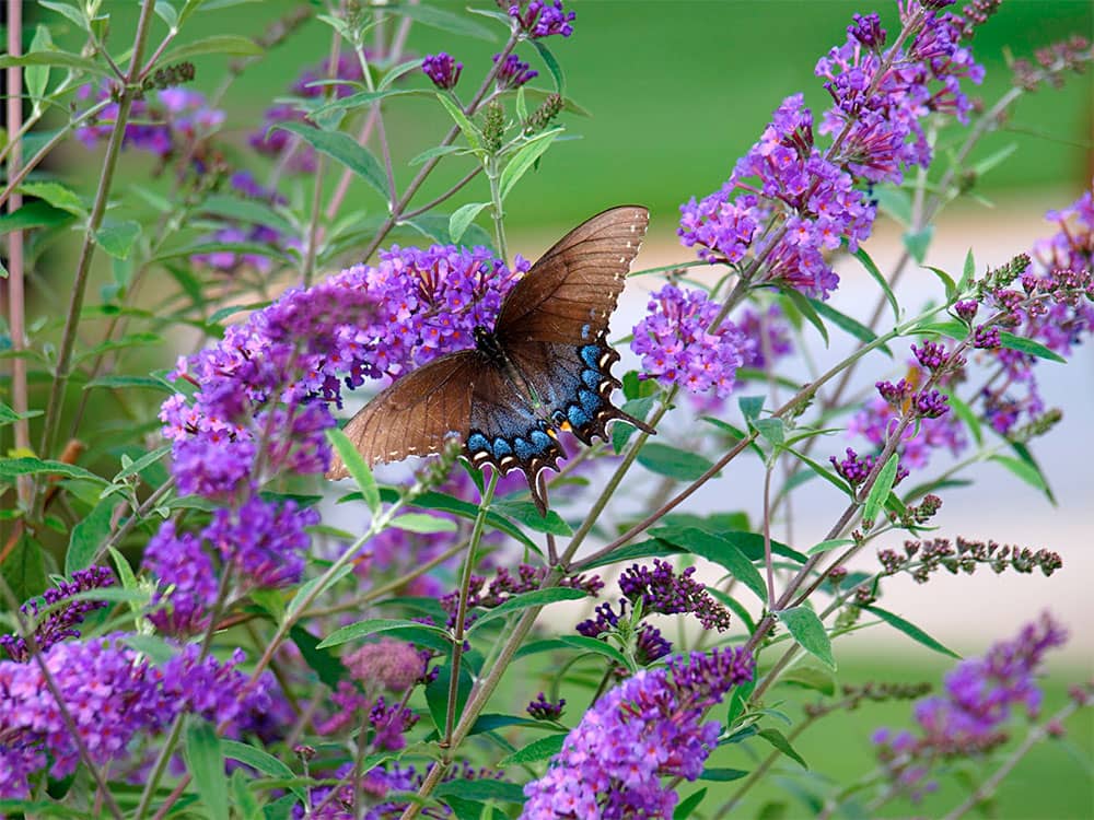 Butterfly Bush