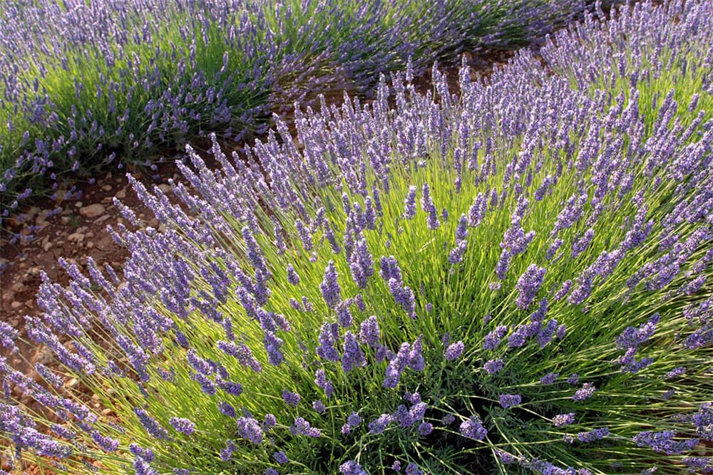 English Lavender