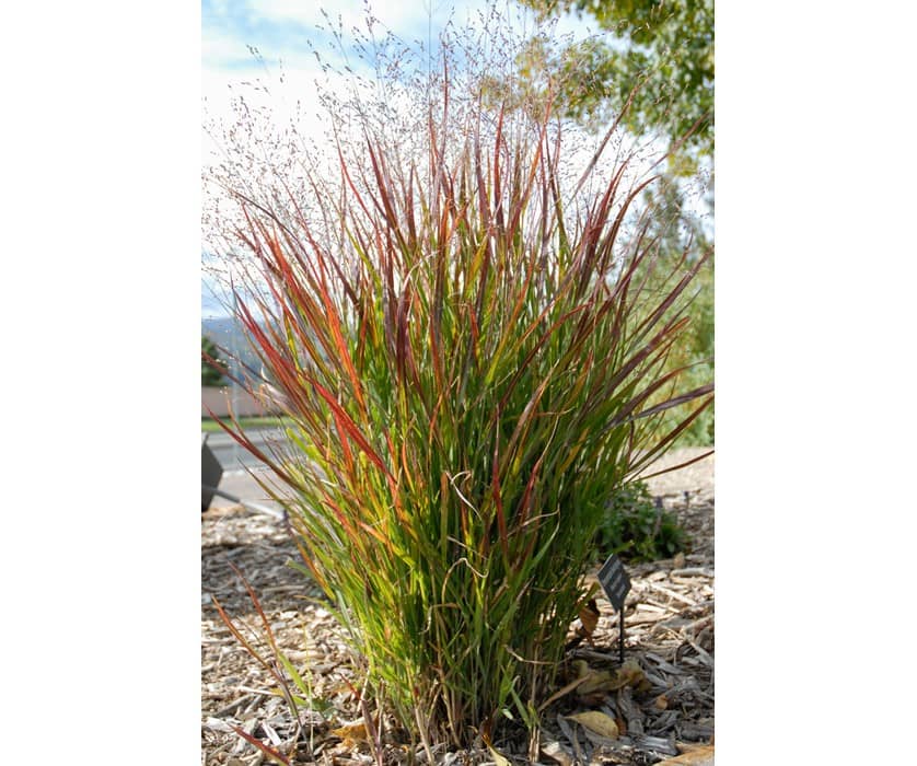 Panicum Virgatum (Switchgrass)