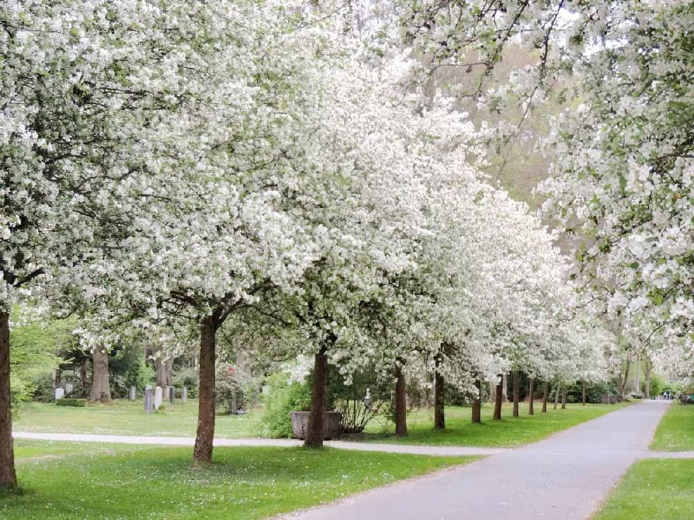 Spring Snow Crabapple