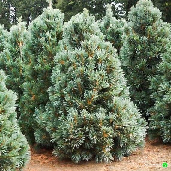 Vanderwolf Pine