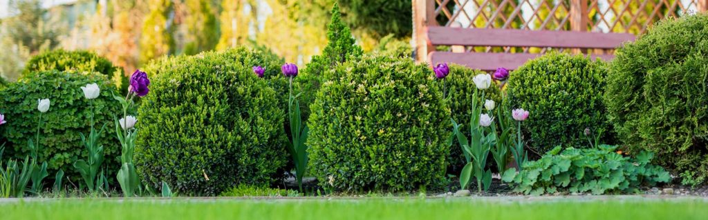 What Flowers To Plant With Boxwoods