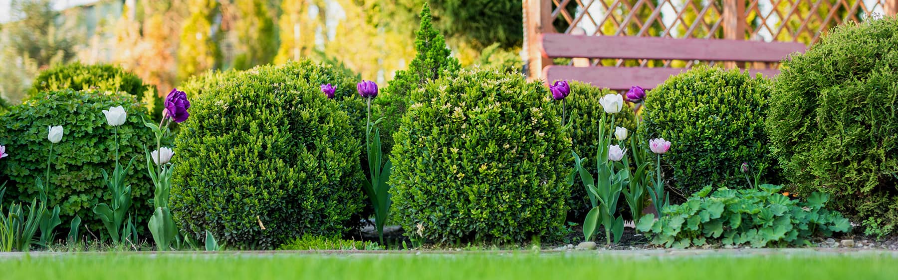 Boxwoods 101 Everything You Need to Know