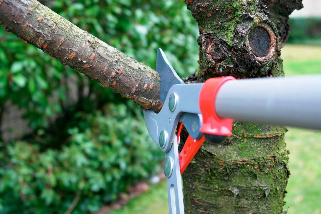 Pruning Trees Before Winter